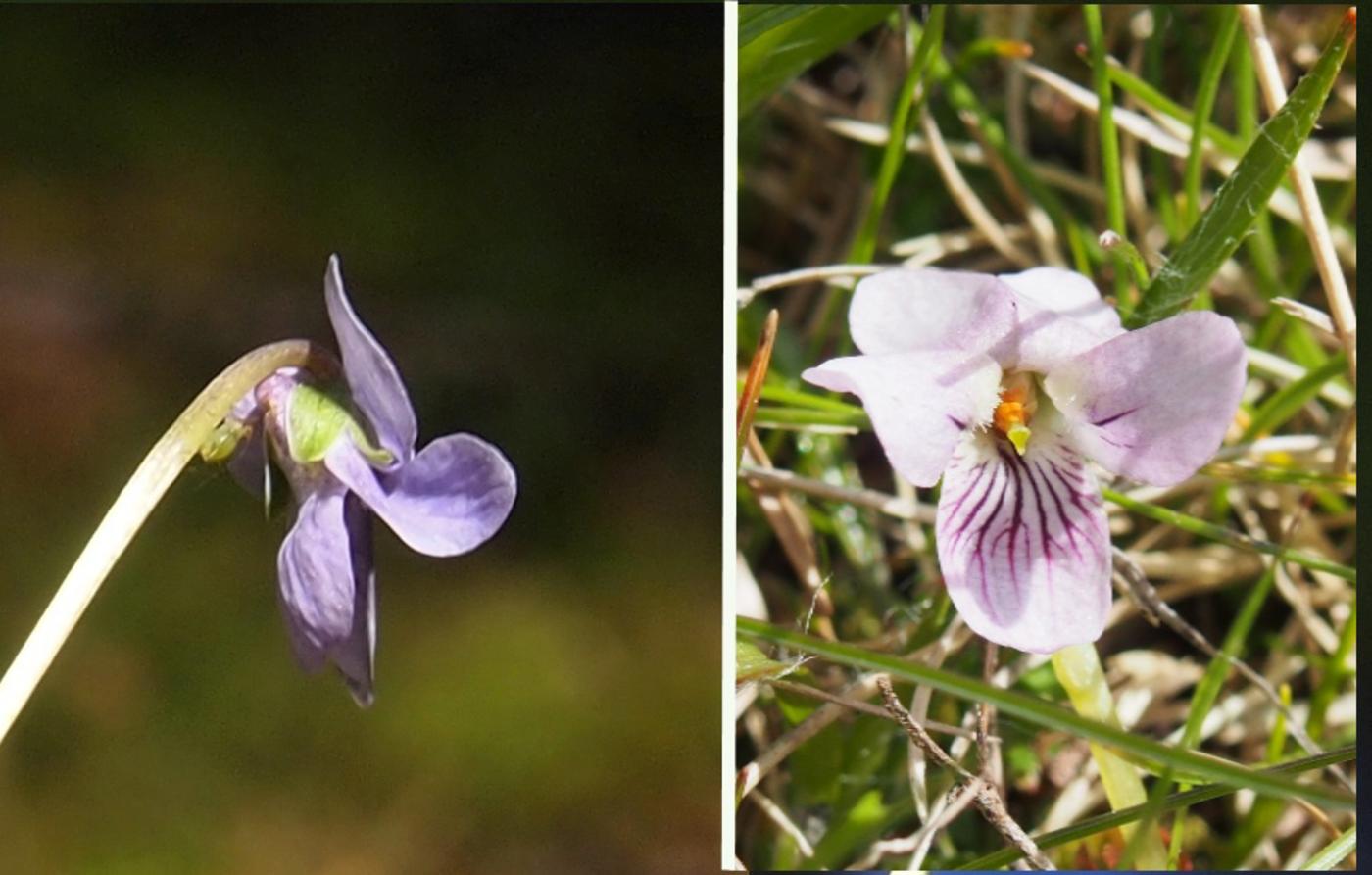 Violet, Marsh flower